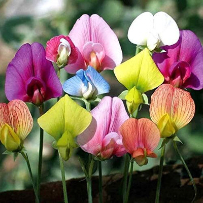 Qualtivate RES-4A Sweet Pea Little Sweetheart Mix Seed(200 per packet)