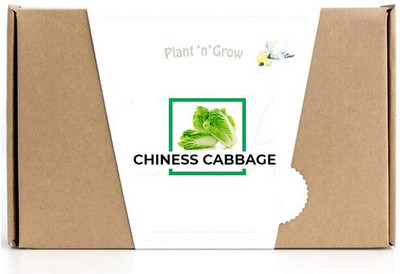 CYBEXIS Chinese Cabbage Seed(1000 per packet)