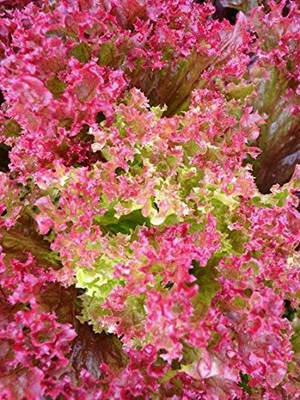 VibeX ® XLR-435 Lolo Rosso Leaf Lettuce Seeds Seed(200 per packet)
