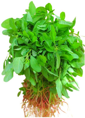 Qualtivate PAU-636 Amaranthus Rajgira Chaulai Saag Seed(500 per packet)