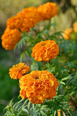PETBUDDIES WORLD marigold/gende ka phool flower seeds Seed(75 per packet)