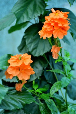 KUNJIKA JADIBOOTI kanakambaram-firecracker-crossandra Seed(90 per packet)