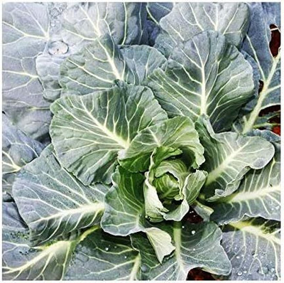 WILLVINE HUA -I Morris Heading Collard Blue-Green Cabbage [25g] Seed(7500 per packet)