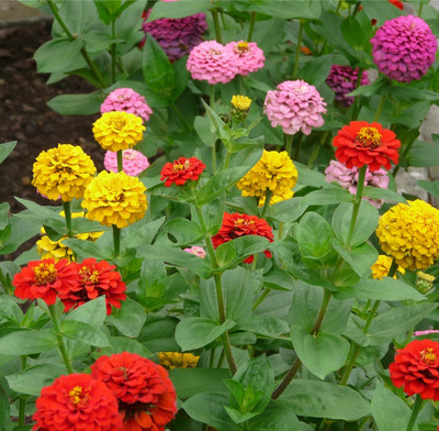 N.G.M. AGROCARE Zinnia Double Mixed Flower Seed(35 per packet)