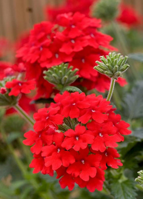 BDSresolve Tall verbena seeds PACK OF 63 Seed(63 per packet)