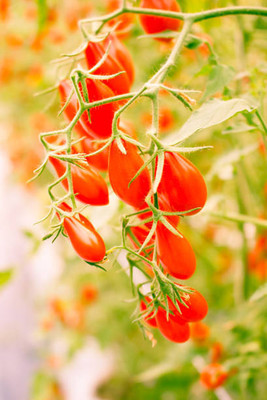 BJUBAS tomato Seed(100 per packet)