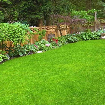 Greenfall American Bermuda Fast-Growing Grass Seeds - 5500 Seeds Seed(5500 per packet)