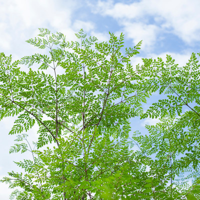 DeodarSeeds Moringa or Drumstick Tree seeds, Moringa oleifera Seed(30 per packet)