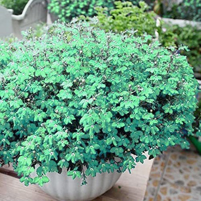 CYBEXIS PUAS-26 - Mother of Creeping Thyme - (1350 Seeds) Seed(1350 per packet)