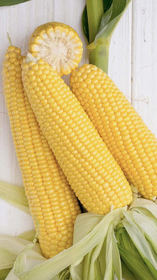 VibeX LXI-90 - Sugar Sweet Corn - (2250 Seeds) Seed(2250 per packet)