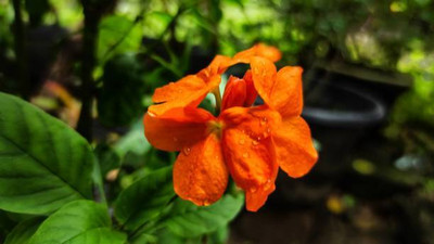 KOO Retails kanakambaram-firecracker-crossandra Seed(55 per packet)