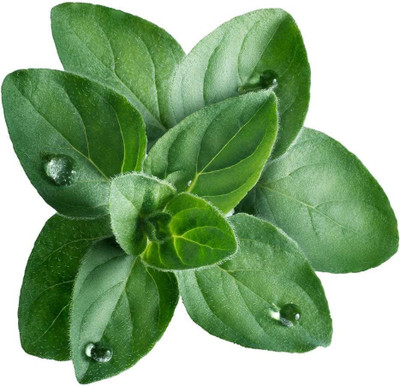 VibeX HUA-82 - Origanum vulgare Hirtum Greek Oregano - (1350 Seeds) Seed(1350 per packet)