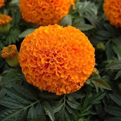 CYBEXIS Marigold (गेंदे का फूल) Hazara Flower Plant Seeds(2500 Seeds) Seed(2500 per packet)