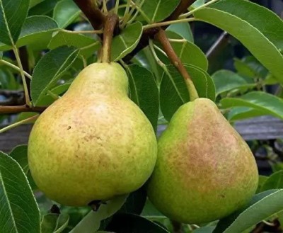 Chalisa Pear Seed(19 per packet)