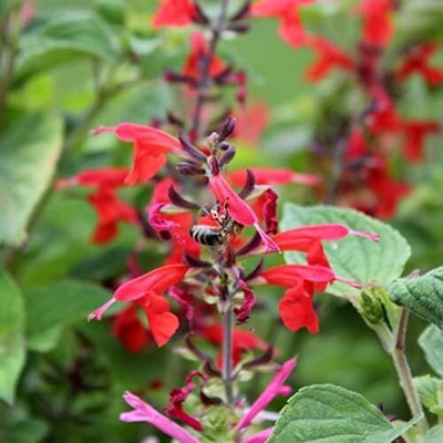 Qualtivate GBPT-1A Scarlet Sage Seeds Seed(100 per packet)