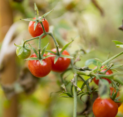 PRATEEBHA TRADERS tomato Seed(90 per packet)