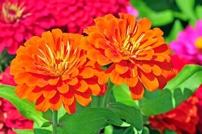 Lorvox Zinnia Double Mixed Color Flower Seed(10 per packet)