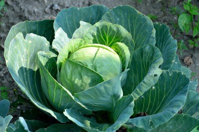 KNESSiN Cabbage Green Hybrid[400 Seeds] Seed(400 per packet)