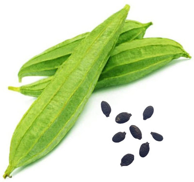 Qualtivate RES-7A Angled Ridge Gourd Turai Seed(50 per packet)