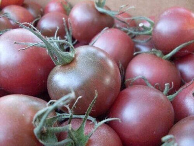 KNESSiN Tomato Chocolate Cherry Seed(1250 per packet)