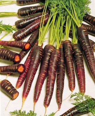 VibeX ® LXI-382 Purple Haze Carrot Seeds Seed(500 per packet)