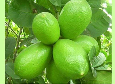 Aywal Citrus Limon (Lemon) Seed(60 per packet)