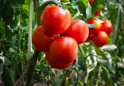 STARKC tomato Seed(115 per packet)