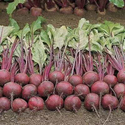 Aro Beetroot Seed(94 per packet)