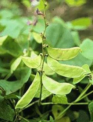 Aro Dolichos, Dolichos Beans Seed(67 per packet)