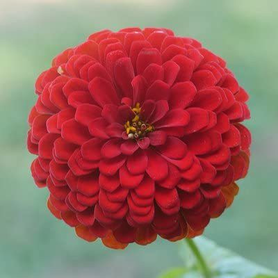 CYBEXIS Zinnia Double ‘Red’ F1 Hybrid Flower Seeds Seed(25 per packet)