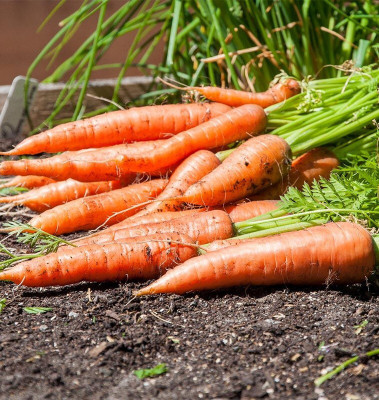 the green dotcom Fresh Carrot Vegetable Hybrid Variety Seed(20 per packet)