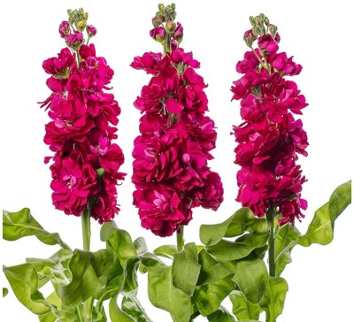 Lorvox Evening Stock Matthiola Red Flower Seeds Mix/Reseeding Annual Seed(50 per packet)