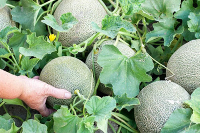 BDSresolve F1 Rock Melon Seeds | Muskmelon seeds for home gardening PACK OF 46 Seed(46 per packet)
