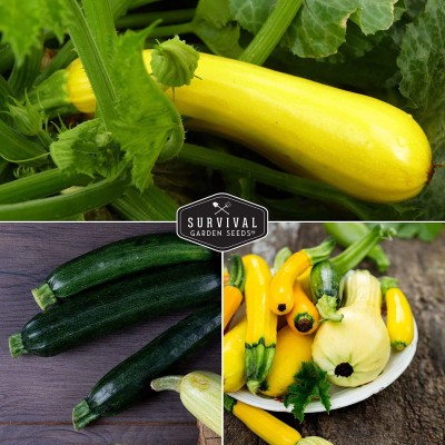 VibeX NBIR-8 - Golden Round Black Beauty ZucchinisStraight Neck Squash - (225 Seeds) Seed(225 per packet)