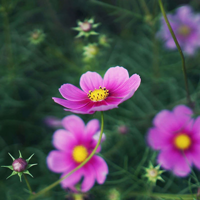CYBEXIS Cosmos ‘Mix’ F1 Hybrid Flower Seeds Seed(25 per packet)