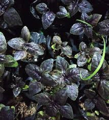 Qualtivate VXI-21 Basil Amethyst Improved (Purple) Seed(1000 per packet)