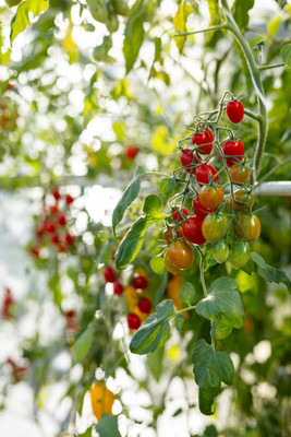 Chipku tomato Seed(30 per packet)