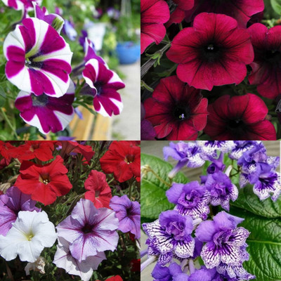 ibains Petunia seeds white bij 43 Seed(43 per packet)