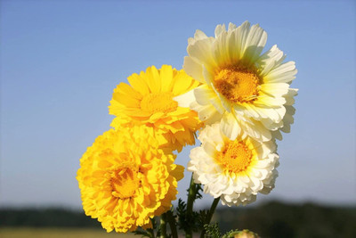 CYBEXIS Mix Daisy Flower Seeds Seed(1 g)
