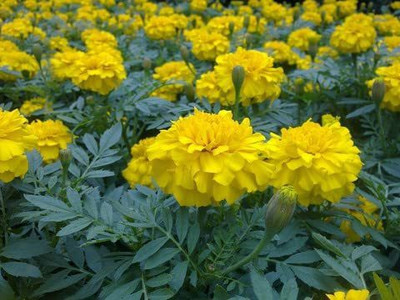 VibeX ® XXL-497 Premium Marigold Seeds Mix Seed(500 per packet)