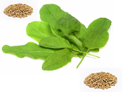 NurseryFriends Spinach Seeds, Palak Seeds Seed(1000 per packet)