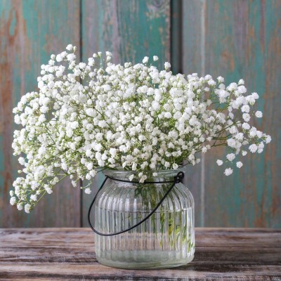 ACCELCROP Baby'S Breath Covenant Garden Gypsophila Elegans Flower Seed(90 per packet)