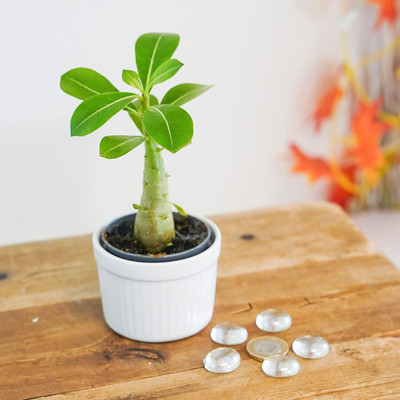 Qualtivate KGF -7 Easy to Grow Mixed Type Adenium Obesum Seed(30 per packet)