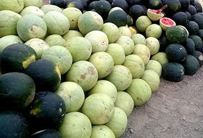 Qualtivate PUA-2A Multicolor Watermelon Mix Seed(100 per packet)