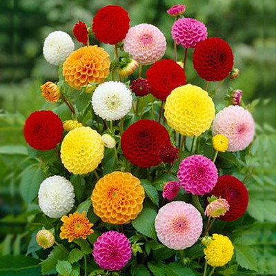 VibeX HUA-65 - Mixed Rare Dahlia Flower Spectacle - (540 Seeds) Seed(540 per packet)