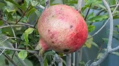Chalisa Pomegranate, Anaar Seed(100 per packet)
