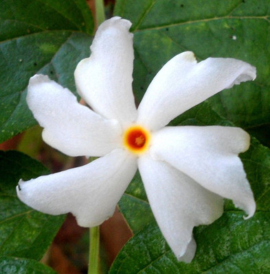 BDSresolve harsinger seeds/jasmine seeds 13 Seed(13 per packet)