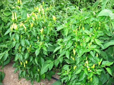 Qualtivate PUA-6A Purira PepperChilli Hot And Ornamental Seed(300 per packet)