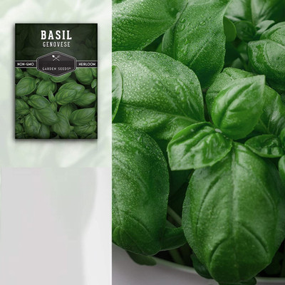 VibeX LXI-90 - Sweet Basil Genovese - (4500 Seeds) Seed(4500 per packet)