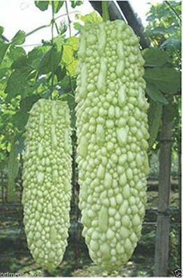 KANAYA Long Bitter Gourd / Karela/ Pavakai Seed(90 per packet)